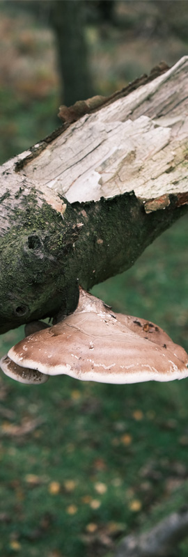 Close up shot of a mushroom shot by the Fujifilm X-Pro 3 