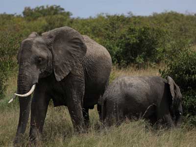 Herd of elephants