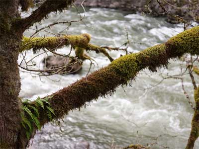 A calm river underneath a tree branch.