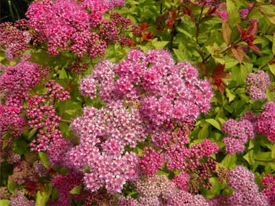 Close up of pink flowers