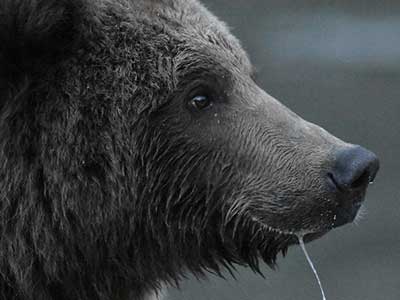 Bear Close up shot by the Nikon D5